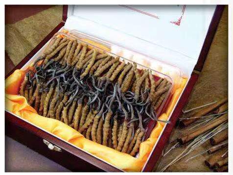 理县冬虫夏草回收